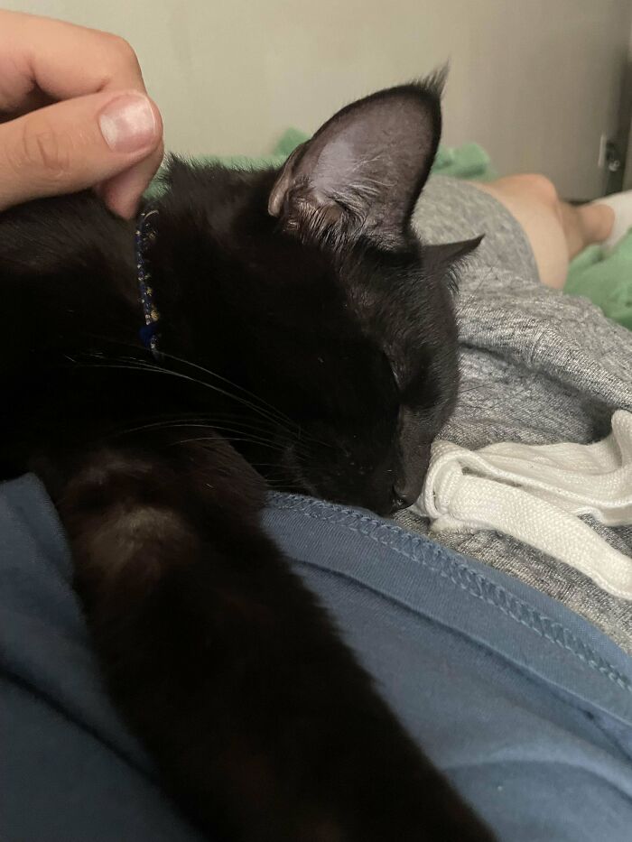 Wanted To Show Off My First Ever Cat