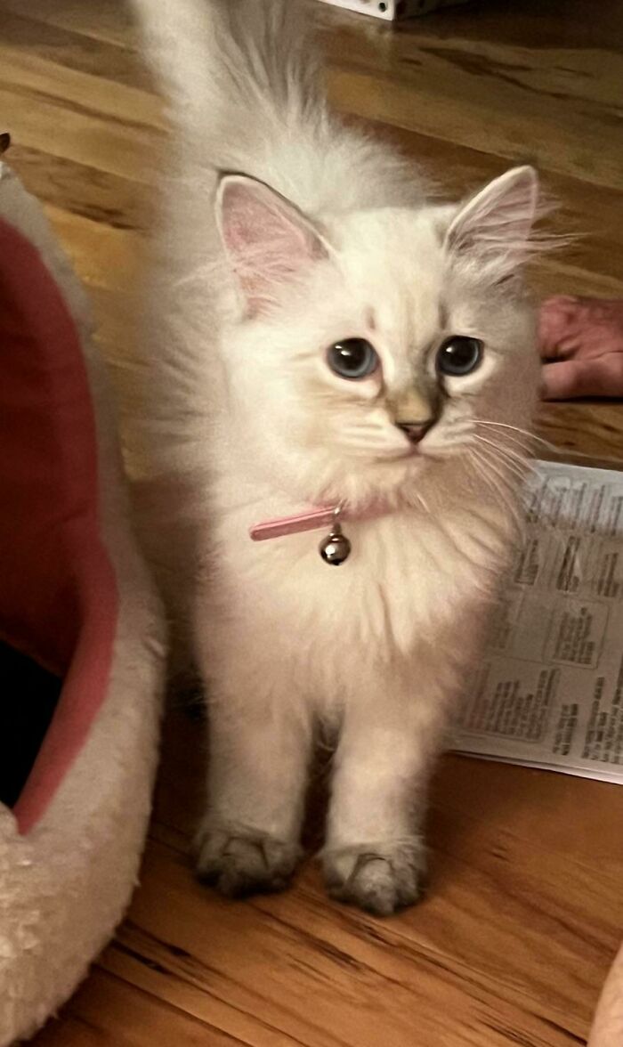 Picked Her Up On Thursday And She’s Already The Boss. Say Hello To Sarafina Aka Queen Sarafina 🥰