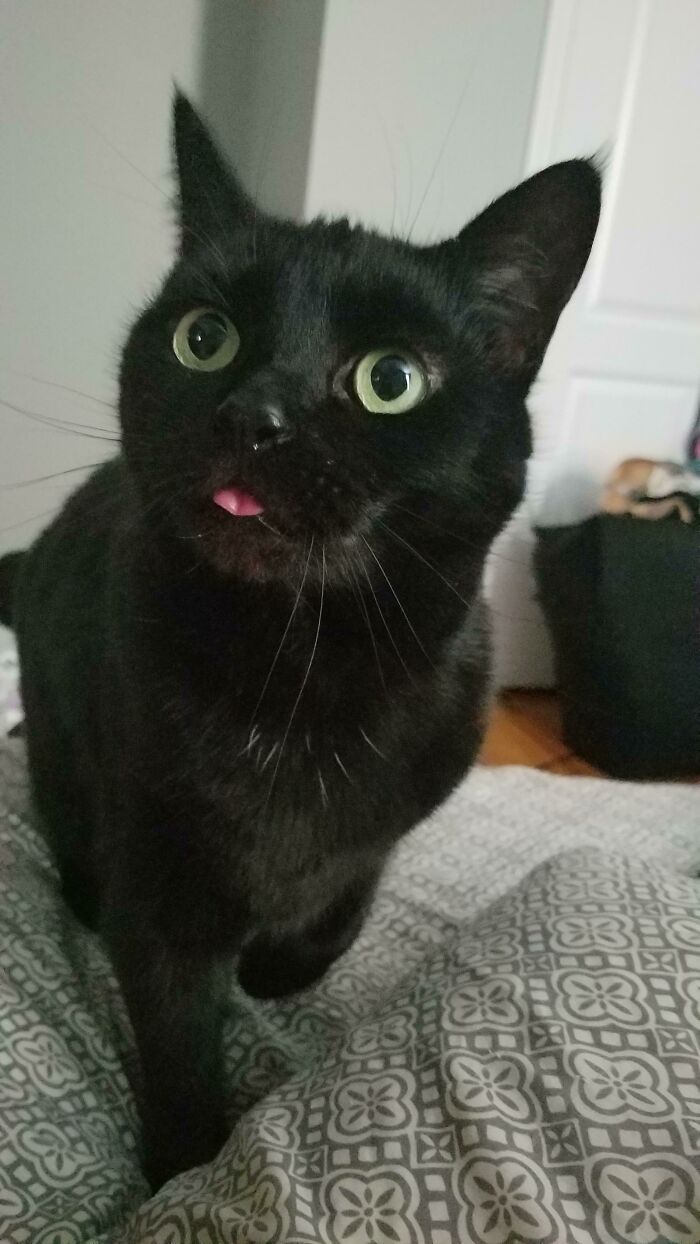 I´am Now Officially The Proud Owner Of This Lovely Cat