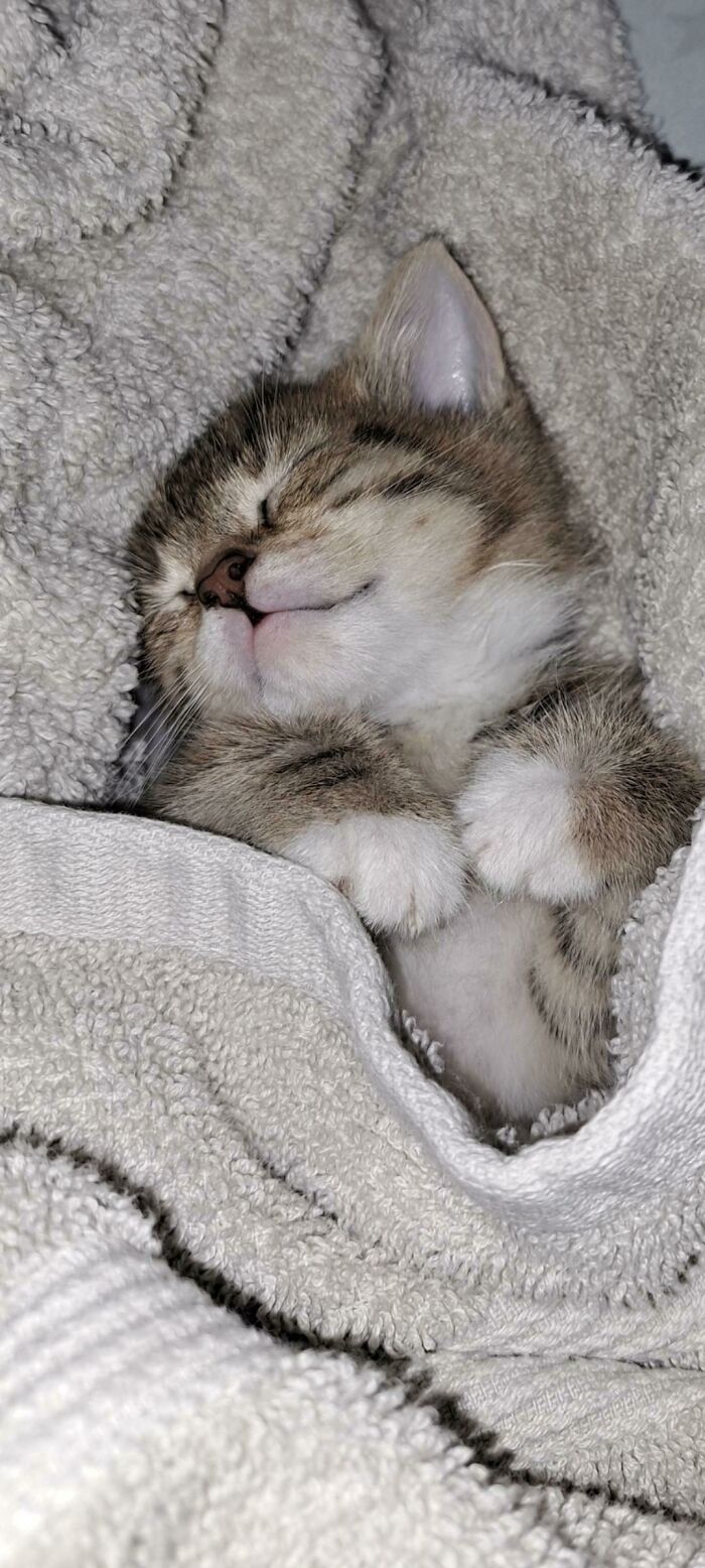 I Finally Got Over My Ailurophobia And Took This Little Girl In