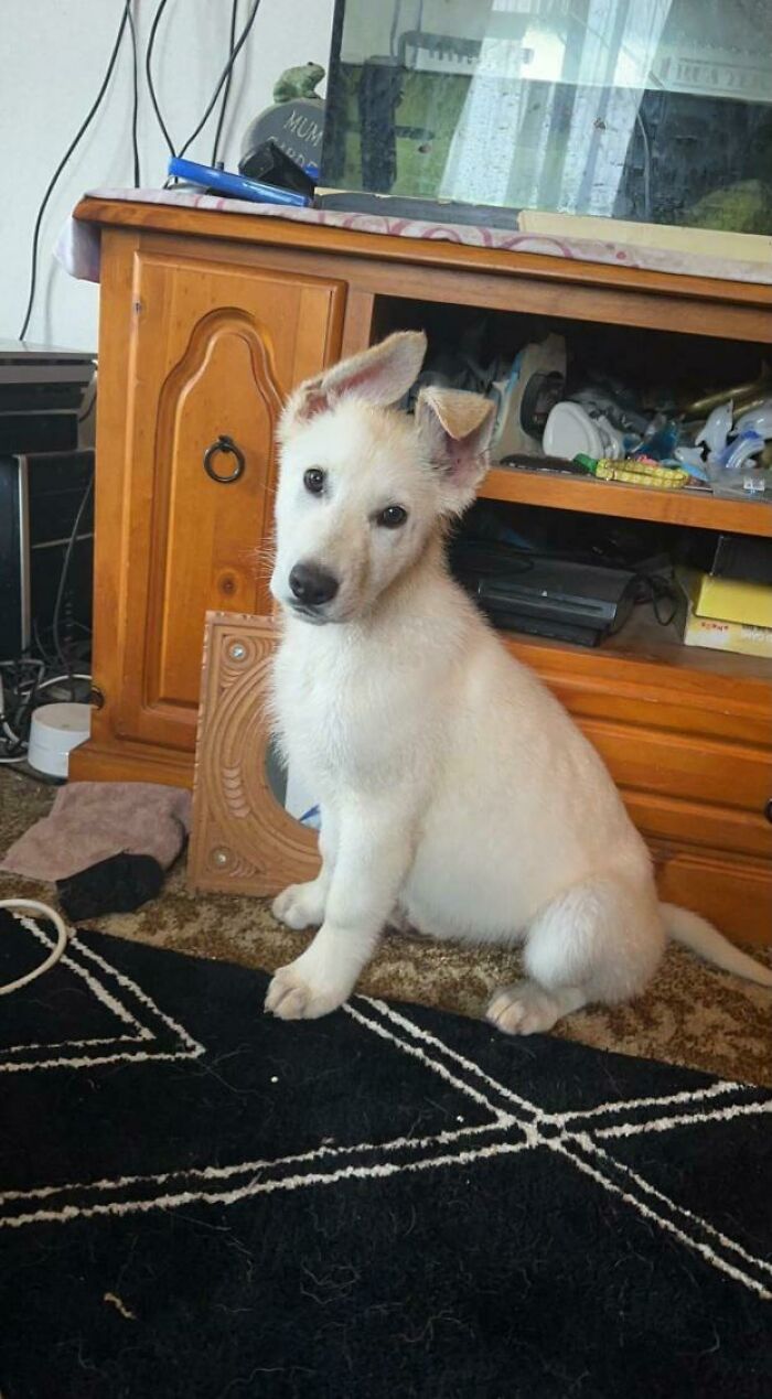 I'm Adopting This Good Girl, Any Name Ideas