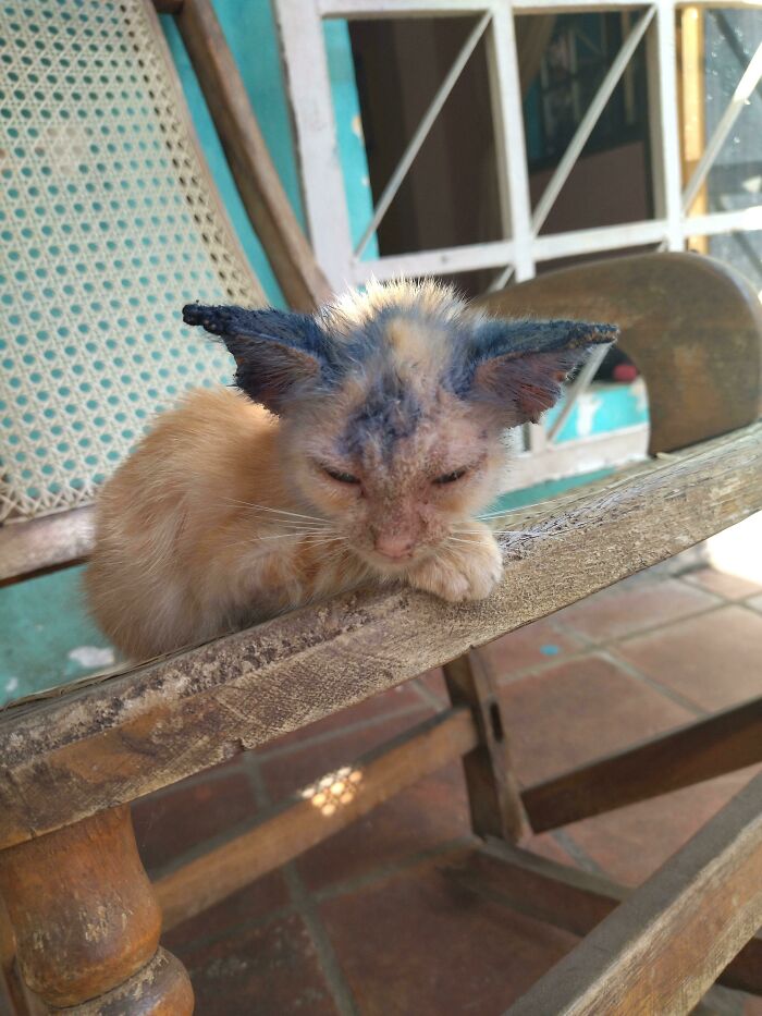 I Have Rescued This Kitten, Very Soon We Will See How Much It Changes After Giving It A Touch Of Love