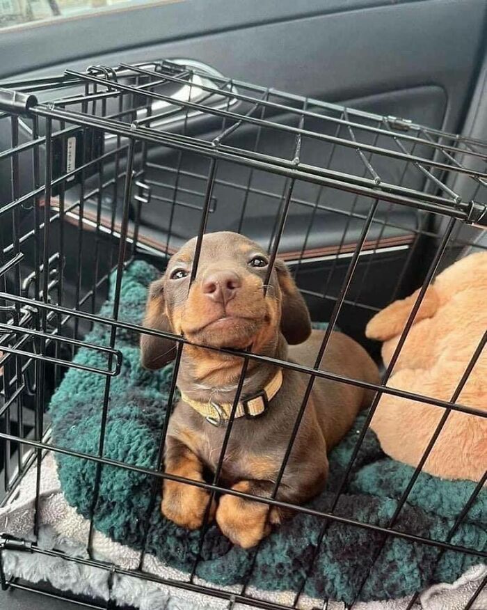 This Is Meatball. He's Going Home For The Very First Time, With A Human Of His Very Own