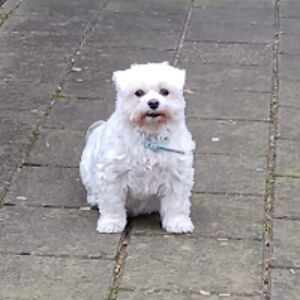 simoneoverbeeke avatar