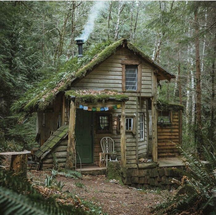 To Live Amongst The Animals Of The Forest