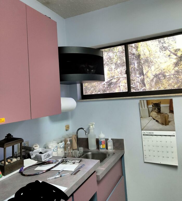 My Handsome Boy Using Camouflage At The Vet