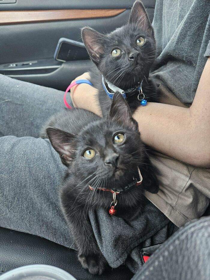 Me And My Roommate Adopted Two Little Voids. Now We Have 3 Lol