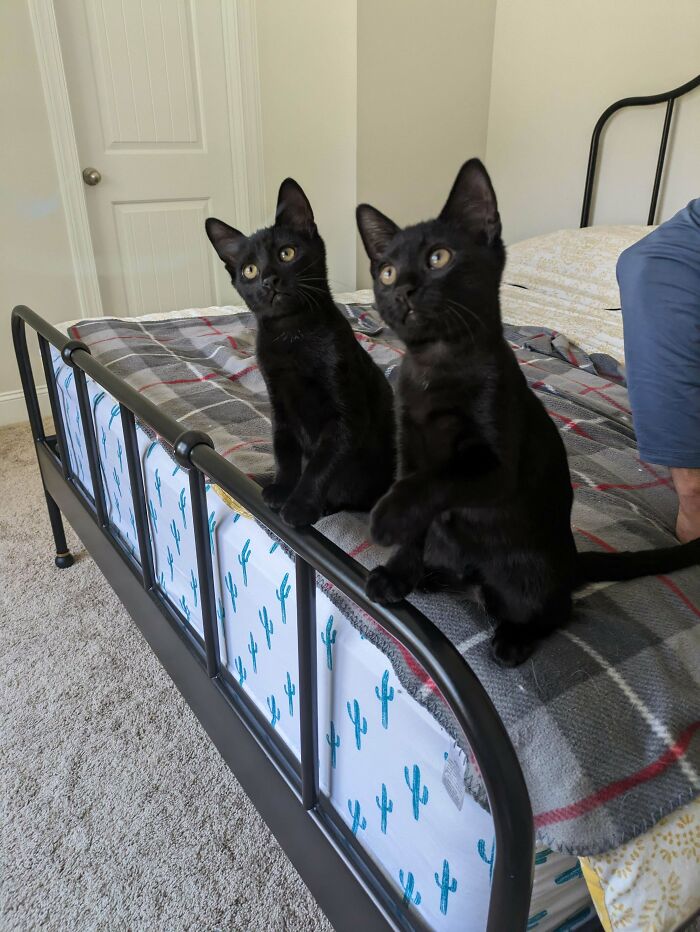 Officially Foster Fails- We Adopted These Voids Today