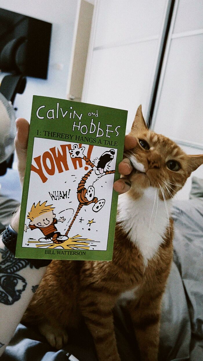 Welcome My New Rescue, Hobbes