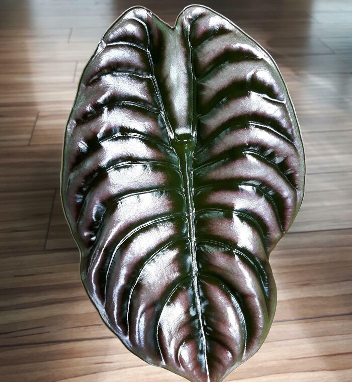 My House Plant Looks Like It Came Straight From The Alien Franchise