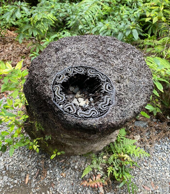 The Rings Of This Ponga Plant