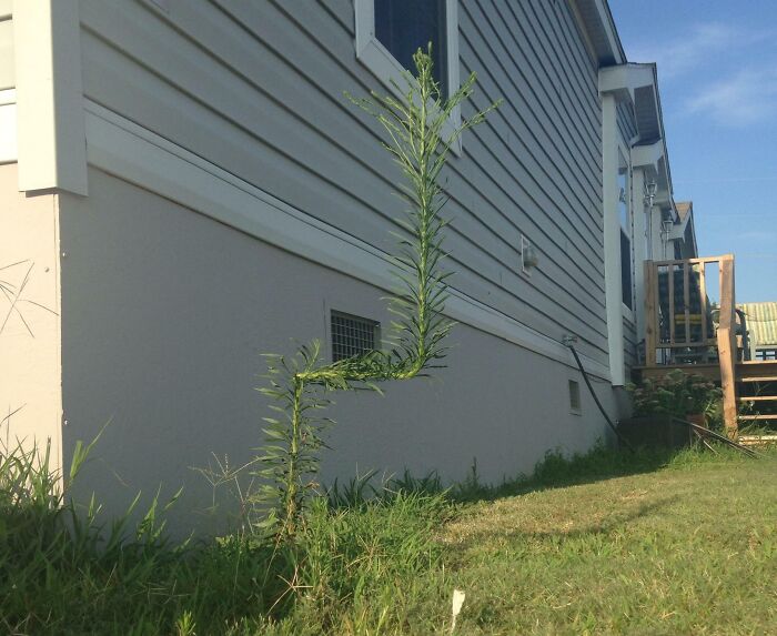 This Plant At My Grandma's House Growing At 2 Right Angles