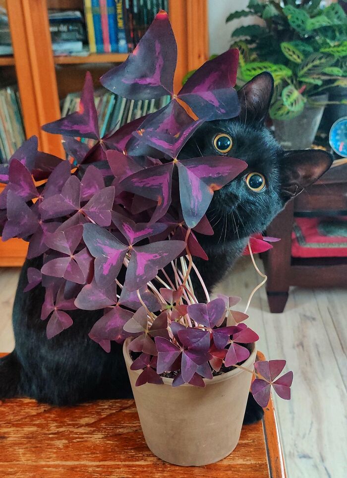 This Was Supposed To Be A Plant Progress Post Showing Off My Oxalis But Henk Stole The Show
