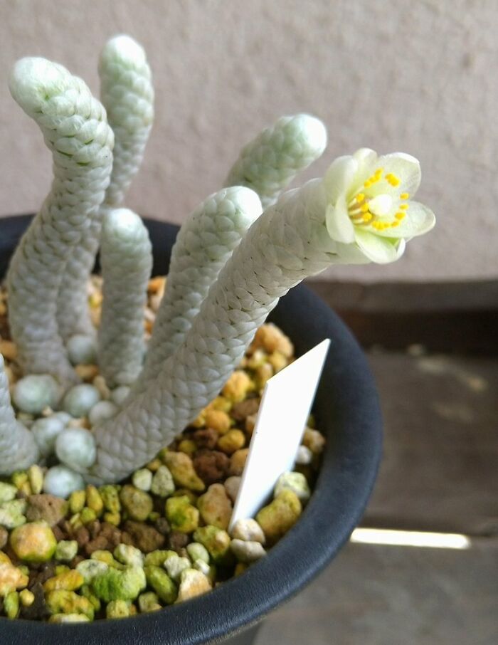 The Way This Plant Flowers