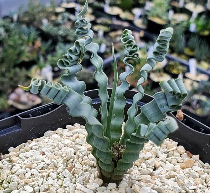 Trachyandra Tortilis