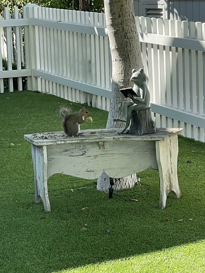 This Morning I Saw This Actual Squirrel Listening To A Stone Frog Read Them A Book