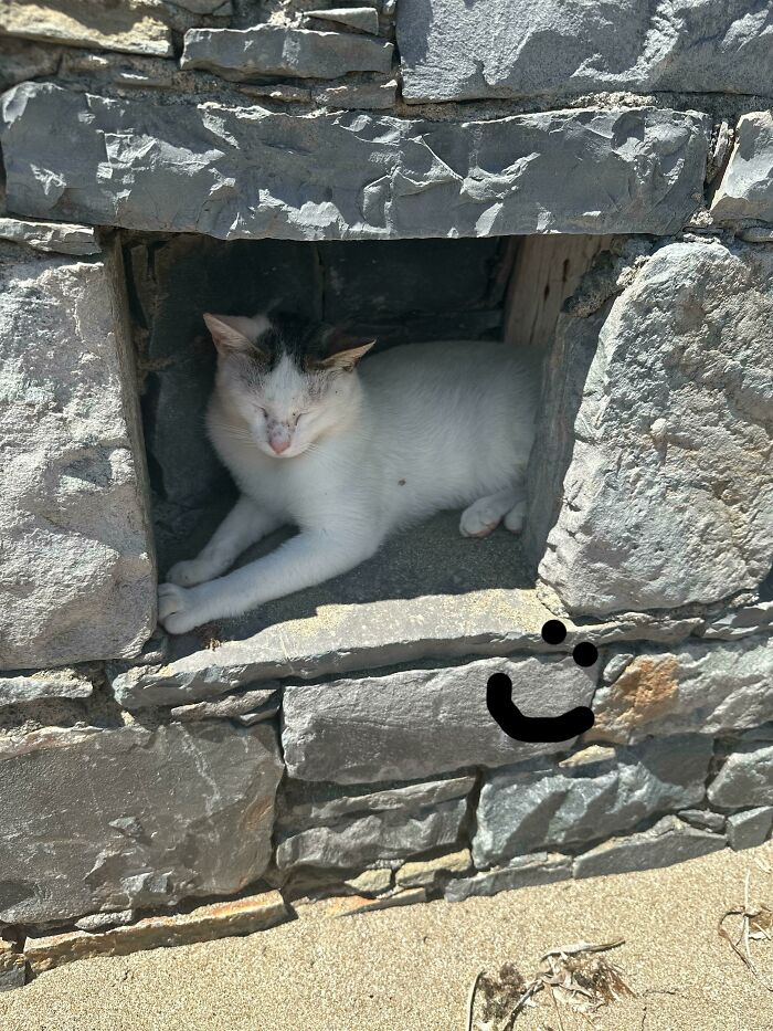 Sweet Kitten Hiding From The Hot Sun On The Beach