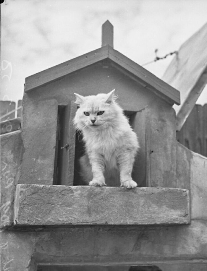 New Of The Best Photos Shared By This Twitter Account That Collects Historic Photographs Of Cats With Their Stories