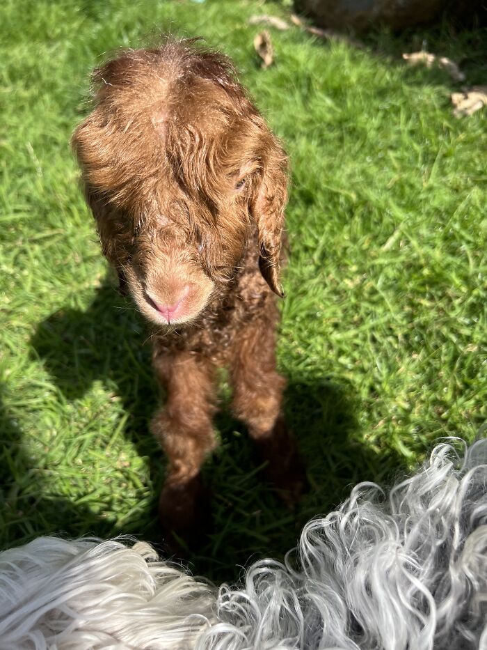 My Journey Of Hand-Rearing An Abandoned Lamb; Here Are The First Six Days