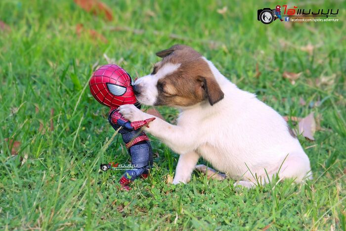 Artist Puts Baby Spider-Man And Animals In The Funniest Scenes (50 New Pics)