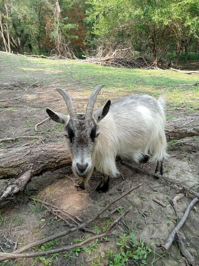 Rescue Goats And Sheep Living Their Best Life (37 Pics)