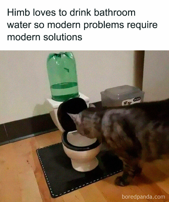 Funny-Kitty-Litterposting-Pictures