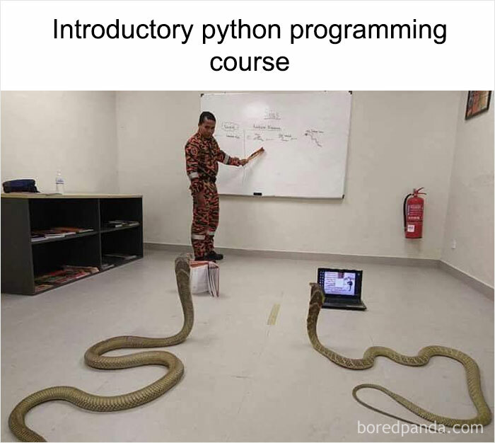 Man teaching snakes in an unusual Python course, creating a weird meme.