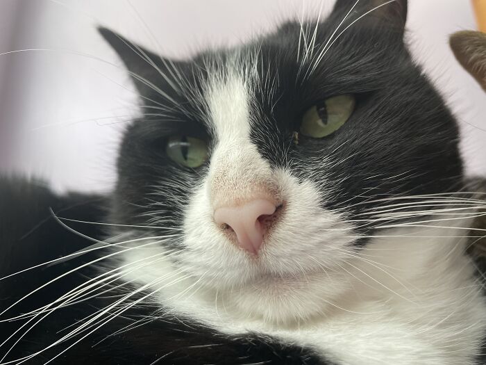 I Found The Best Photos Of My Pets