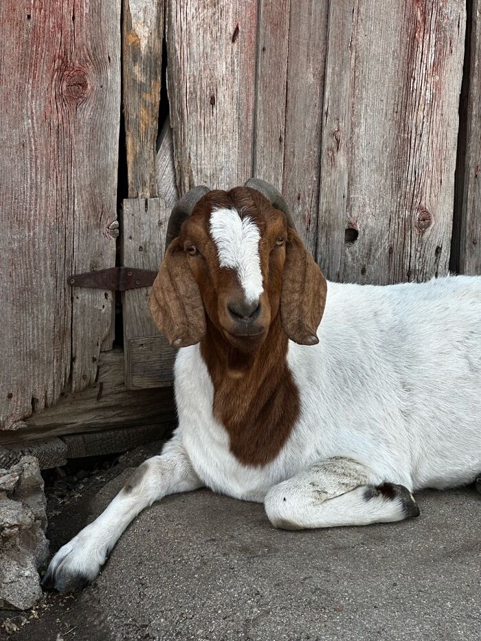 Rescue Goats And Sheep Living Their Best Life (37 Pics)