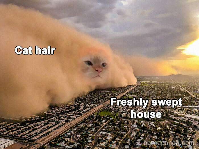 Funny-Kitty-Litterposting-Pictures