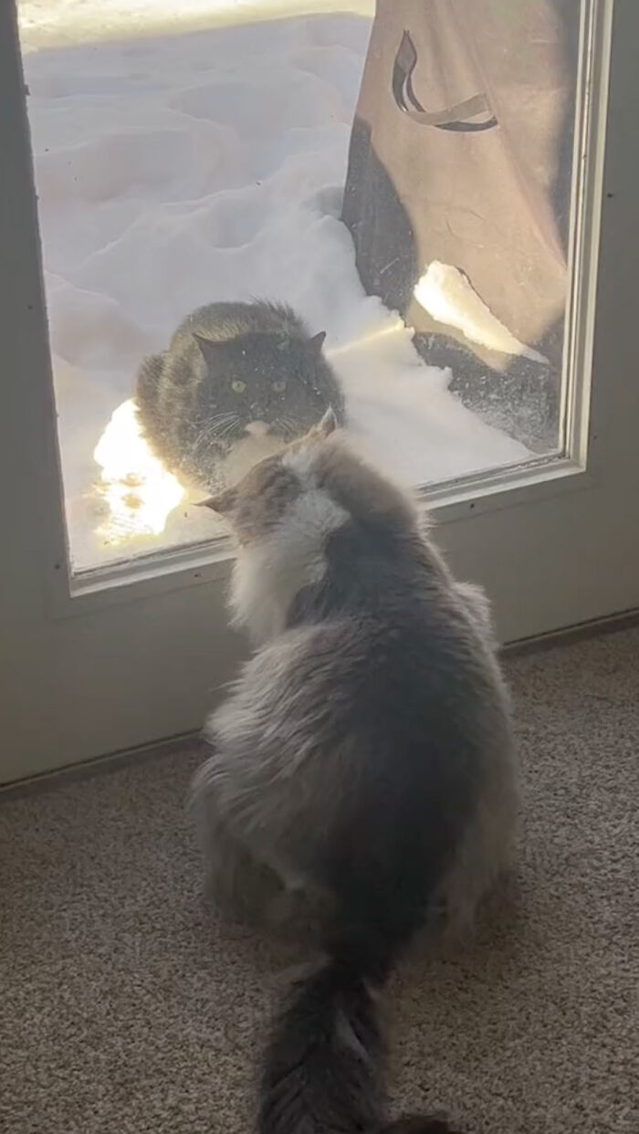 Determined Stray Comes To A Family On A Daily Basis Until They Adopt Him