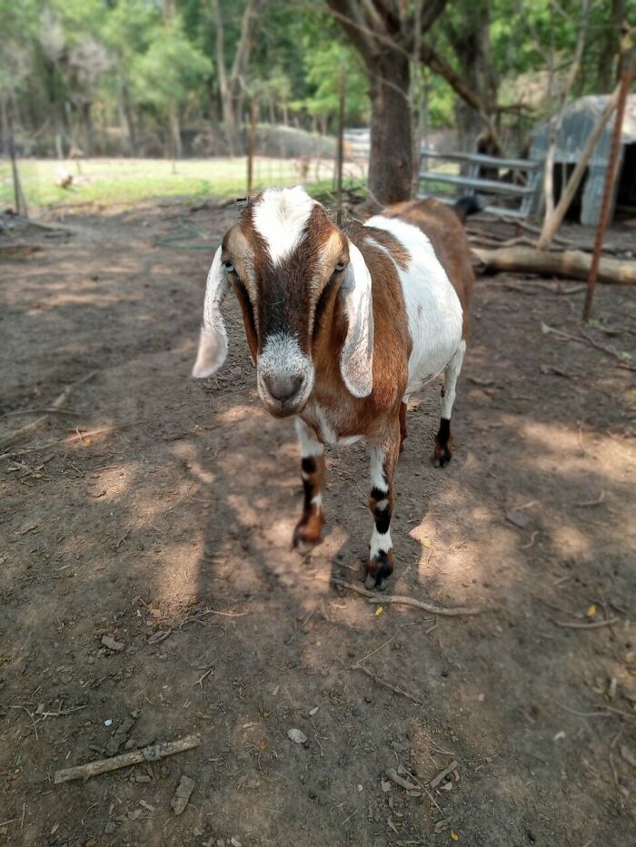 Rescue Goats And Sheep Living Their Best Life (37 Pics)