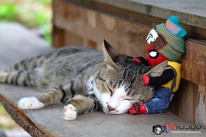 Artist Puts Baby Spider-Man And Animals In The Funniest Scenes (50 New Pics)