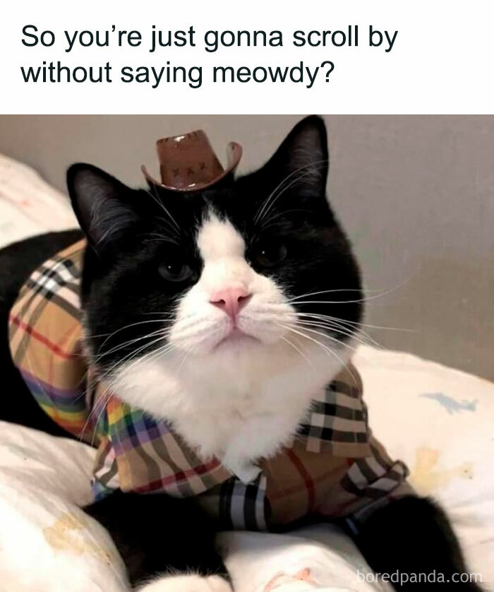 Funny-Kitty-Litterposting-Pictures