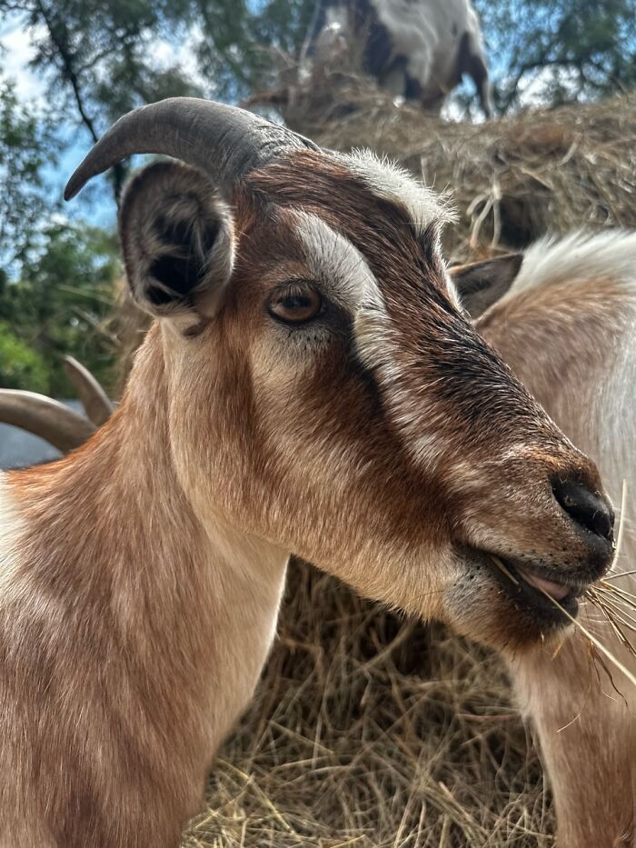 Rescue Goats And Sheep Living Their Best Life (37 Pics)