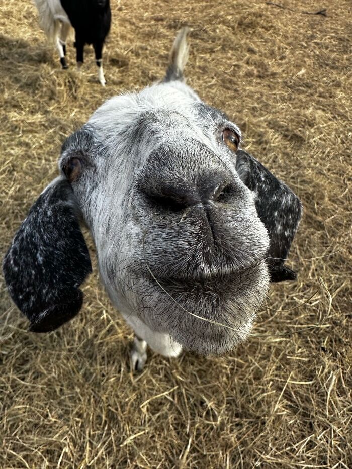 Rescue Goats And Sheep Living Their Best Life (37 Pics)