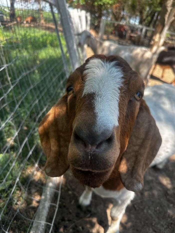 Rescue Goats And Sheep Living Their Best Life (37 Pics)