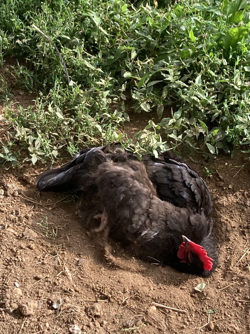 Crazy Chicken Poses Caught On Camera