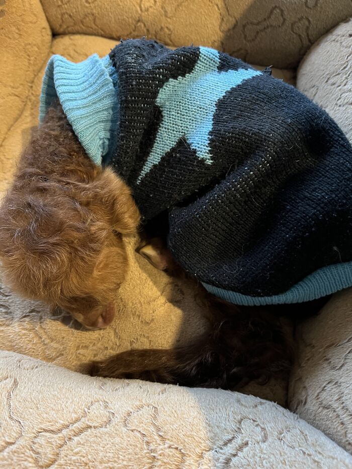 My Journey Of Hand-Rearing An Abandoned Lamb; Here Are The First Six Days