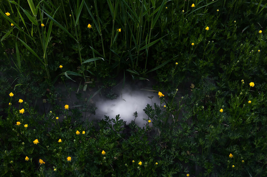 Buttercups From The Series 'The Wild Cosmos' © Diane Hemingway