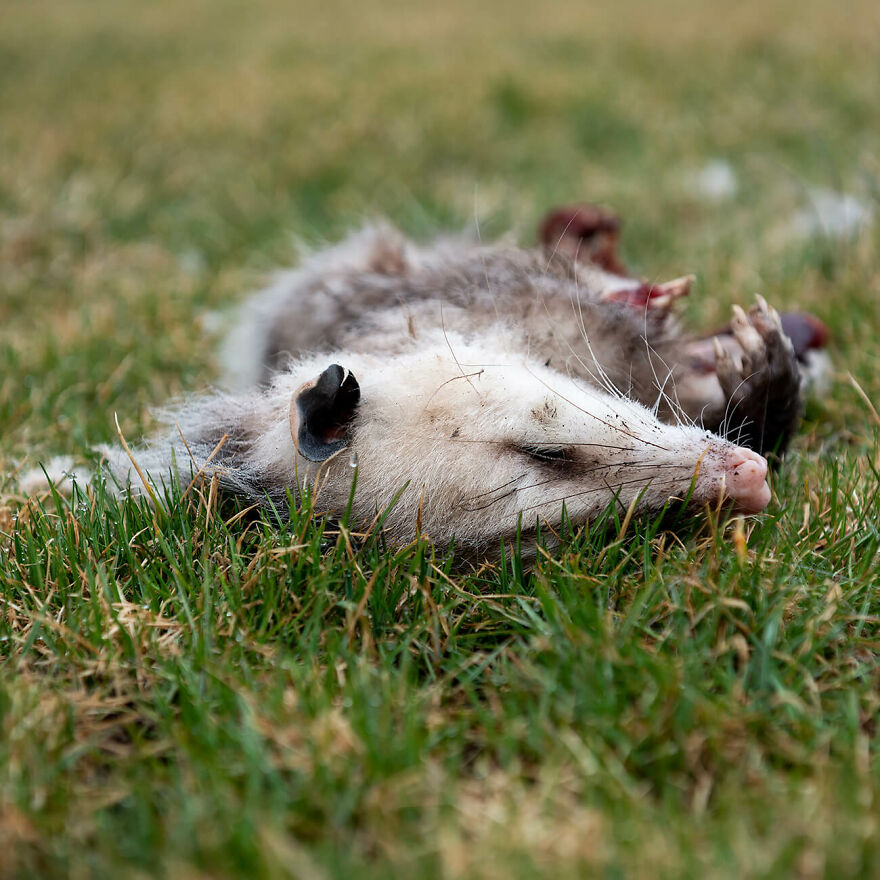 Untitled 6201, 2021 From The Series 'Semaphore' © Torrance York