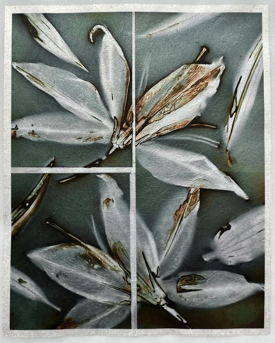 The Second Place Winner Is Teri Figliuzzi (United States) With The Series 'Gathering'