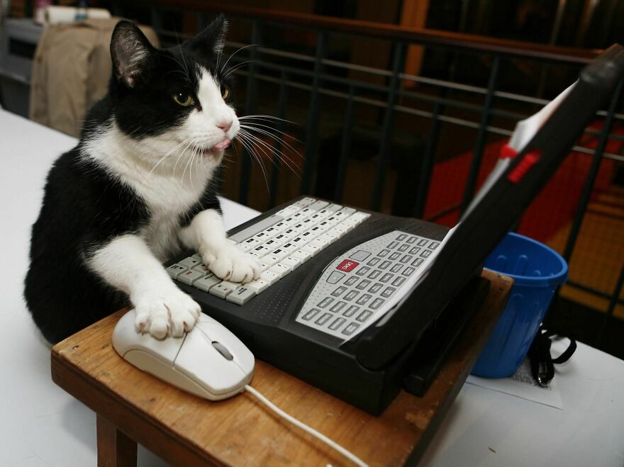 20+ Times Animals Act Like Humans, And They Nailed It