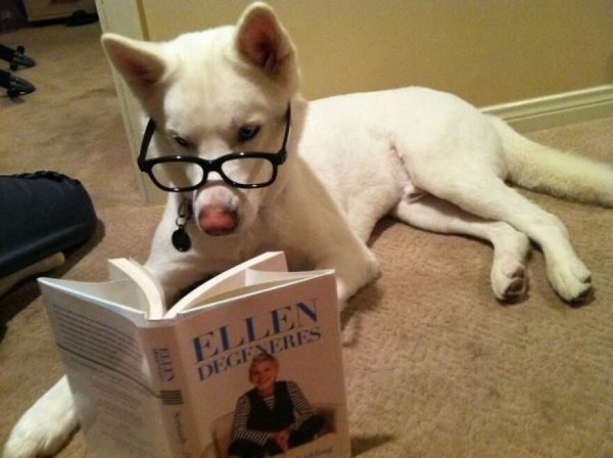 20+ Times Animals Act Like Humans, And They Nailed It