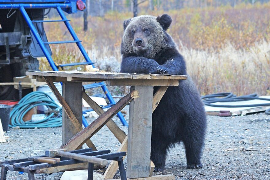 20+ Times Animals Act Like Humans, And They Nailed It