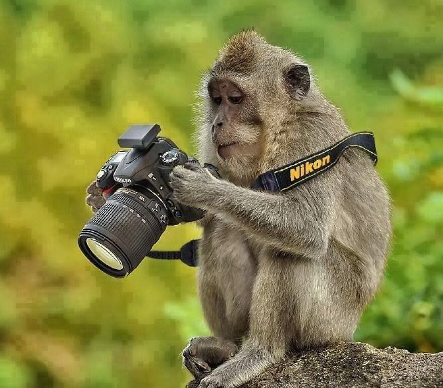 20+ Times Animals Act Like Humans, And They Nailed It