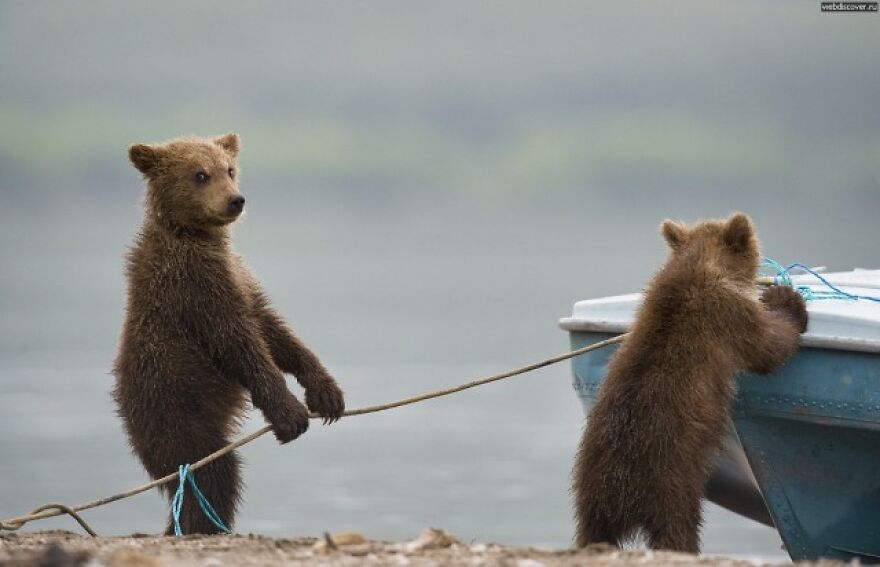 20+ Times Animals Act Like Humans, And They Nailed It