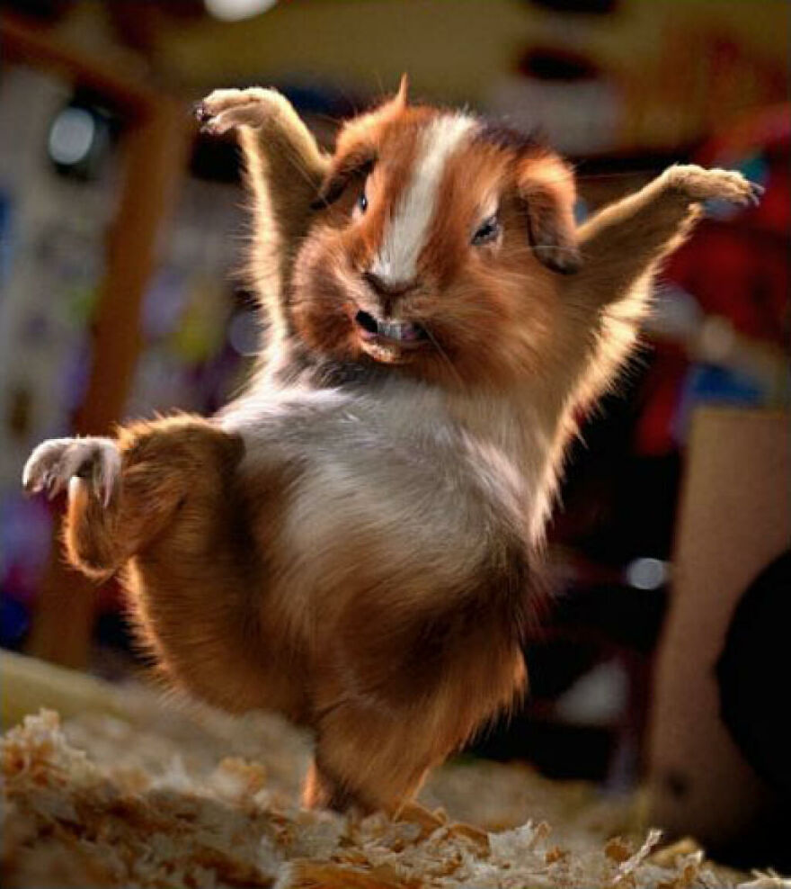 20+ Times Animals Act Like Humans, And They Nailed It
