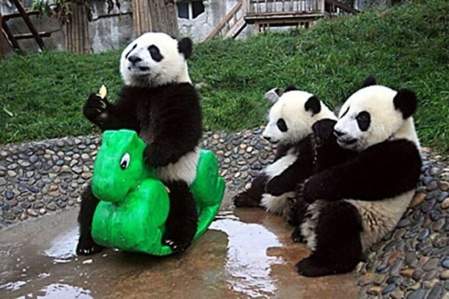 20+ Times Animals Act Like Humans, And They Nailed It
