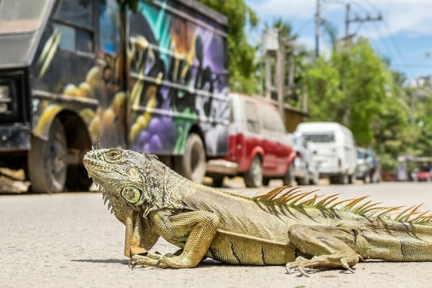 20+ Times Animals Act Like Humans, And They Nailed It